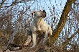 BOULEDOGUE AMERICAIN 199
